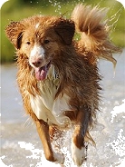 Dog in water